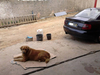 Cão de Guarda.png